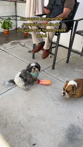 F por el pollo de jack 🥺 denle amor #lomito #fyp  #perritos #dogs #dogstiktok #parati 