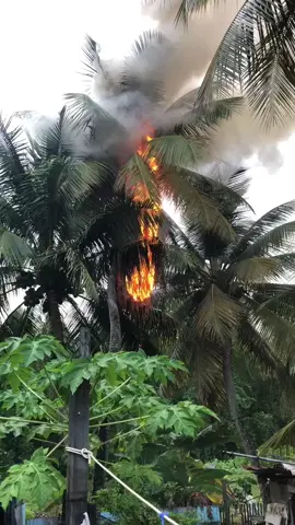 Coconut tree on fire 