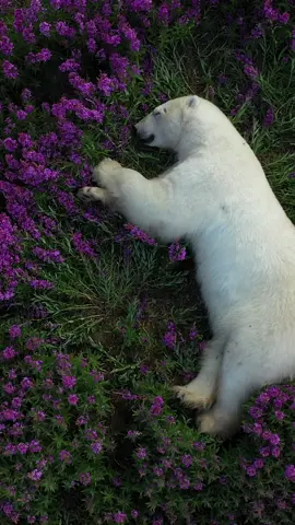 Shh... polar bears need naps too 💤 #NatGeoTikTok