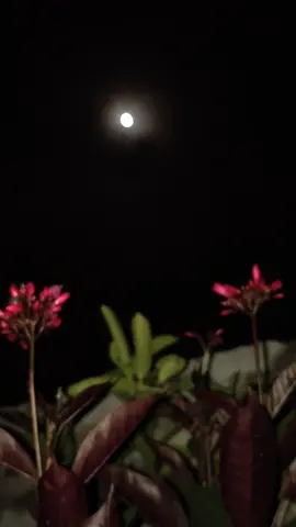 Chandni rat 🌙 #viralvideo #foryourpage #trending #rain #fypシ゚viral #foryoupage #moon #solareclipse #mooneclipse #1miews #foryou 