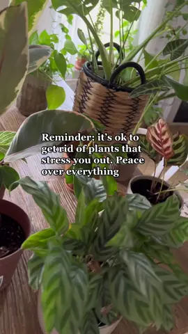 not gonna lie… it hurts 😔but it’s necessary   #p#plantsp#plantsoftiktokp#plantmomp#plant#p#plantcollectionp#plantmomp#plantlifep#PlantLoverp#plantlovep#plantsmakepeoplehappyp#plantcommunityp#plantasp#plantladyp#plantgangp#plantaddictp#planttiktokp#PlantTokhouseplants 