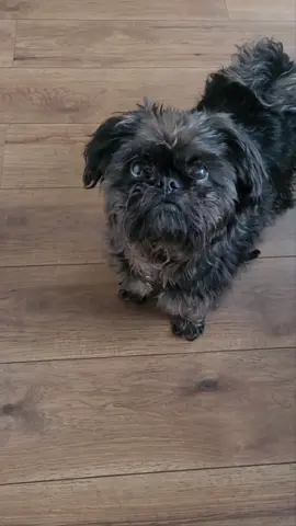 She may aswell have said that 🙄  #affenpinscherdog #trending #myworld #affenpinschercuteness #affenpinscheroftiktok #dogvoiceover #cutedogvideo #dogsoftiktok #dogs #funnyvideos 
