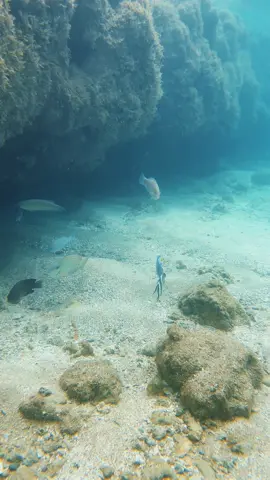 #paraiso 💚 #TikTokMotivacional #portodegalinhas #Anime #verao #nordeste #pernambuco #viral #ferias #feriaschegou #mar #feriasnotiktok #natureza #tiktok 