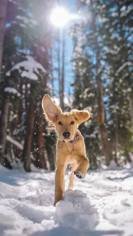 Puppy Nala warning 