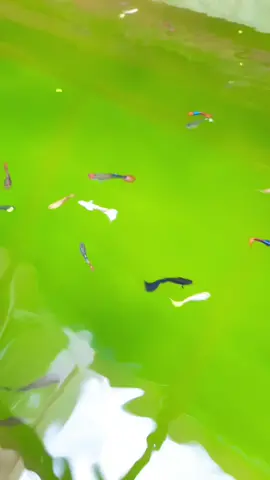 #guppyhiasmollygoldfullguppyTHESERBAADABAGIYANGMAUBELISIKAKANCOMEN ketahuan guppy gold malah kawin sama black moskop jantan sama jantan