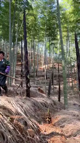 Trồng mấy giống tre khổng lồ bên nhà EcoBambu nói chung cũng nhàn, mỗi cái măng có mấy chục cân chứ nhiêu 🤣🤣🤣#ecobambu.com.vn#trekhonglo @tre