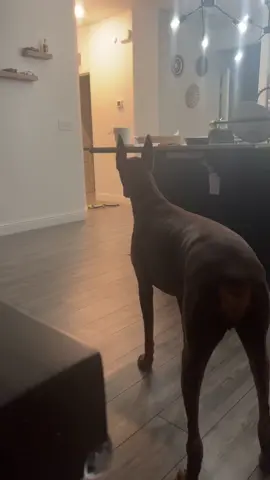 The bestest boy 