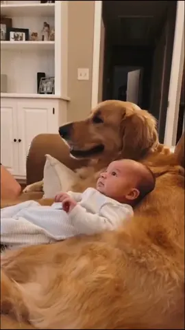 I love those dogs really 😍😍🥰🥰🥰🐶🐶#puppy #dog #cute #dogtoks #goldenretriever 