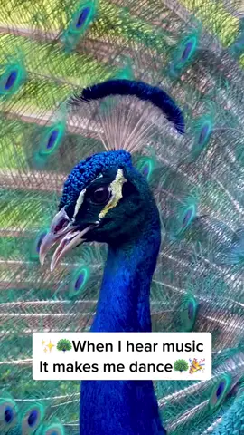 #whenihearmusic #peacock #dance #🦚 #😆 #whenihearmusicitmakesmedance #debbiedeb #timeless #fun #peacockdance #peacocksoftiktok #bird #birdsoftiktok