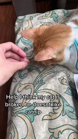 I think my cat is broken #catnip #fyp #catsoftiktok #fypph 