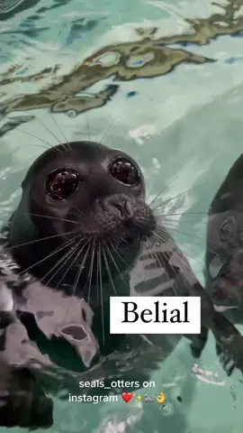 seals_otters on instagram ❤️✨🦭👌 Source Link: https://instagram.com/seals_otters?igshid=YmMyMTA2M2Y=