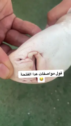 طبعا للطرفة هذا المقطع 😅يجي عدنه بلسنارة ونرجعة للماي 