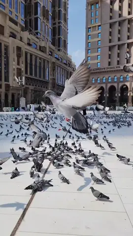 #حمام_الحرم #حمام #طيور #يارب #دعاء #الحرمين_الشريفين #الحرم #حرم #ضيوف_الرحمن #العمرة_والزيارة #عمرة 