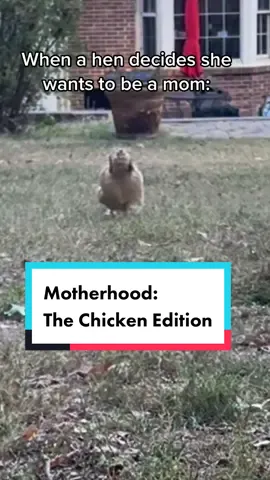 Motherhood: The Chicken Edition #momtok #chickentok #fypシ #viral #parenting #broodyhen #babychicks #parentinglife #momlife #momhumor #comedy #funny #cuteanimals 