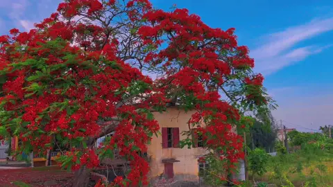 Mùa Phượng nở năm ấy , ta còn vương lời yêu chưa ngỏ . Năm nay Phượng vẫn đỏ , tình yêu nhỏ hoá tàn tro . #hoaphuong2022 