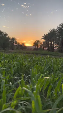 #تصويري#تبوك#مزرعتنا #ضباء