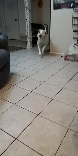 gravy has the zoomies  #dog #dogsoftiktok #pittiesoftiktok #pittbull #zoomies 