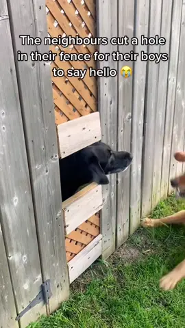 Nothing beats having good neighbors 🏠🏡 #funnydogs #dogsoftiktok #dogfriends #neighbordogs 
