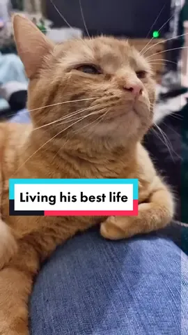 The smugness on his face 🤣 #livinghisbestlife #cutecat #viraltiktok #trending #viralvideo #fypシ #cat #funnyanimals #catsrule #funnycat 