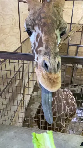 Giraffes have incredibly unique tongues! #giraffe #giraffes #giraffesoftiktok #giraffesarecool #giraffesquad #hoofstock #zoosoftiktok #slowmo #wildlifephotography #zoo #zoos #zoopics #zoophotography #animal #animals #animalphotography #animalpics #zooanimal  #zooanimals #animalphotographers #animalsofinstagram #animallover #animallovers #savewhatyoulove 
