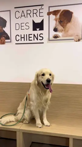 Des news de l’état de santé de Rio et une petite parenthèse à la fin pour vous expliquer que ça m’a servi de leçon 😅 #goldenretriever #fyp #foryou #pourtoi 