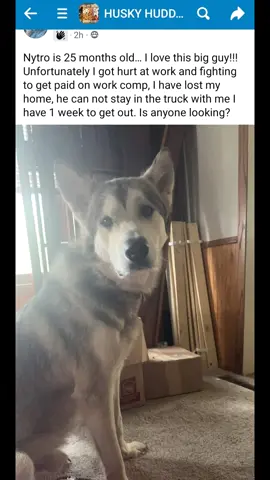 Nytro is looking for a good home #rescuedog #saveadog #dogfoster #minnesota #mnwinter #mnhuskies 