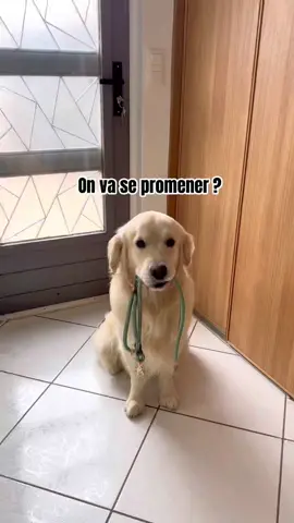 Vous aussi ils ont toujours le dernier mot ? 😅 #goldenretriever #fyp #foryou #pourtoi 