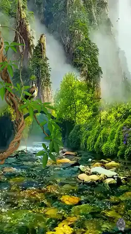 Beatiful #hutan #bird #hijau #segar #adem #air #sungai #indah #indonesia 