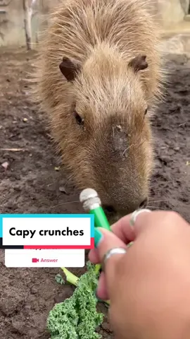 #answer to @necessaryowo important announcement from Bowie #capybara #animalsoftiktok #snackideas #SanDiegoZoo 