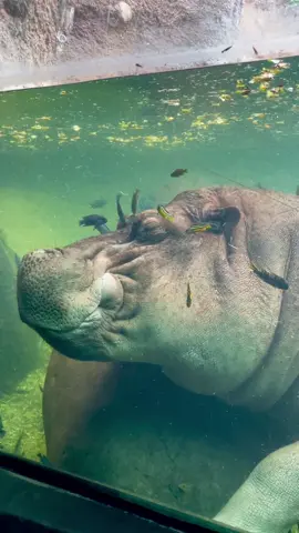 Timothy the hippo is hitting the spa! 🐟🐟🐟 #hippo #spaday #cuteanimals #animals #hippopotamus #cuteanimals #funnyanimals 