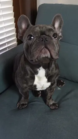 The van 😆 how are you doing, guys? Do you want a live stream today? 🤗