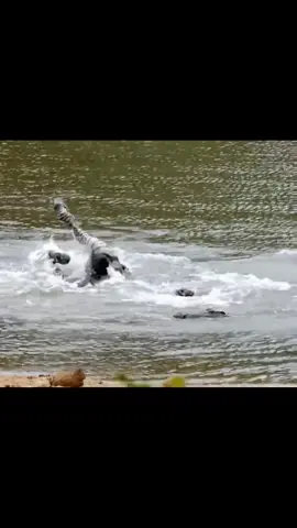 #Crocodile #zebra #wildanimals 