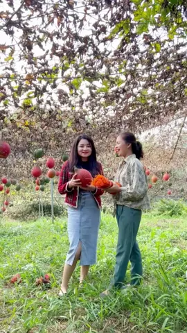 Gấc chín quá nhiều @Huyền Bún Cao Bằng #nongtraixutra #trathainguyen #gấc 