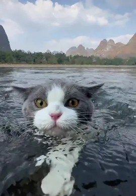 ️ anak kucing berenang🐱😝#kucing #cat #fyp #catlover #kucinglucu #cutecat #kucingtiktok #jakarta #catswim #kucingberenang #catswimming #hewanlucu #hewanlucudanimut