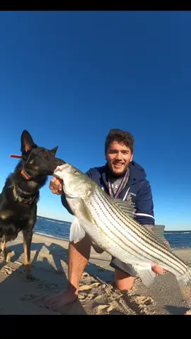 Replying to @Like  might have to stick to the whopper plopper! #fishing #bassfishing #surffishing #stripedbass 