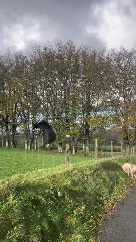 Lambs in for a drench #workingdog #bryniausheepdogs #bordercollie #agriculture #yfcdoitbest #fyp 