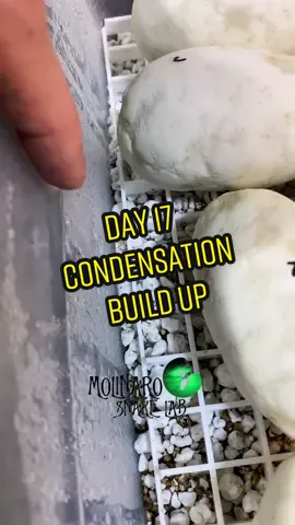 🐍 Eggs should be very humid but dry! 🧪  #fyp #foryou #viral #snakes #ballpython #royalpython #molinarosnakelab #DIY #babysnakes #eggcutting #eggs #teacher #Königspython #diy #egg #goodegg #badegg #snaketok #reptiles #animals #educator #lifescience #science #pokemon #unboxing #dnd #pokemon #mrbeast #educational #classpet #snakebreeder #witchy #reprilebreeder #worldfamous #pythons #python #sawa #pitone #piton #pyton 