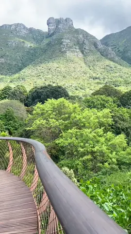 The canopy walkway in Kirstenbosch Gardens in Cape Town. So beautiful 🖤 #kirstenboschgardens #walkway #view #mountains #forest #beautiful #nature #capetown 