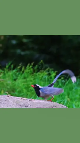Free fly #CapCut  #birds #nature #animals #firyou@tiktok 