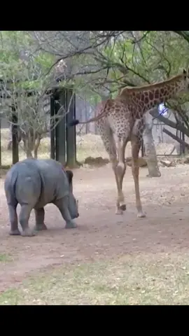 😅#wildanimals #giraffe #rhino #animals 