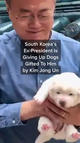 Despite the ongoing cold war between the two Koreas, the North has traditionally sent gifts to the South, such as a pair of Pungsan dogs given to the South’s former president Moon Jae-in. But a rift with current president Yoon Suk-yeol may force Moon to give them up. #southkorea #northkorea #korea #kimjongun #dog #doglover #animalsoftiktok 