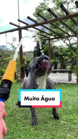 Vamos Beber Muita Água 😍😅 #maoriblue #aventura #americanbully