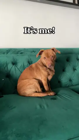 My sweet boy Corduroy 💙 #rescuepuplife #rescuedogmama #doggiemommy💗 #doggiemama 