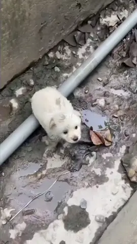 he grew up！ Baby dog  🥹#doglover #dogs #dogrescue #rescue #rescueanimals #catsoftiktok #cat #catlover #catrescue