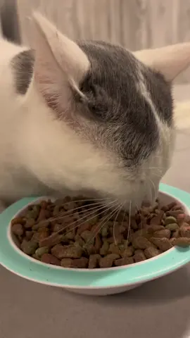 #chat #cat #croquette #mignon #cute #cutecat #chatmignon #manger #food #bouf #eat #eating #asmr 