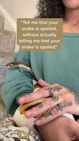 The daily massages are getting out of hand 😑 I could skip them…But he will make sure it’s known and destroy his entire tank 🤬 #piedballpython #pythons #snakesoftiktok #snakes #voodoo #petnoodle #dangernoodle #ballpython #spoiled 