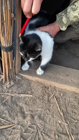 Від чистого серця❤️🇺🇦 #ukraine🇺🇦 #war #animals #cat #kittens #smile #україна #зсу #війна #котики #посміхнися #alexandrliashuk 