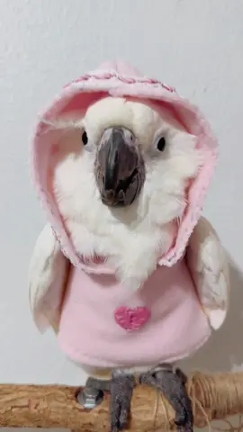 @Ozzie’s Parrot Closet  my clothes from Ozzy’s arrived today and they are 🥰 cute. #parrots #cacatua #cacatuastiktokers #cacatuastiktokers #coolpets #birb #umbrellacockatoo #parrotslover #mascotastiktok #petlover #viralpet #petstagram #umbrellacockatoo #mascotastiktok #umbrellacockatoosoftiktok #cutebaby #cockatoosofaustralia #parrotsoflondon #birdlovers #cutepet #prettypets #petfashionweek #petfashionista #petfashion #petfashionshow #bird #macaw #fashionpet #fashionpets #fashion #fashiontiktok #fashionistababy #fashionista #petfluencer #petfluencers #petinfluencers 