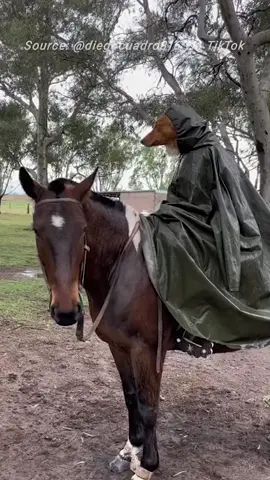 so noble - Rescue dog is a horse-riding natural. #dogsoftiktok #dogs #cute #horse #fyp #foryou #trending #viral