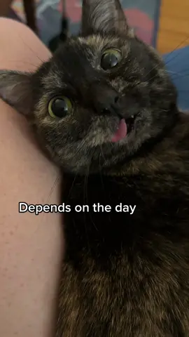 Conversations with Gremlin are always lively 🥰 #catladytails #talkingcat #catswiththeirtonguesout #blepcat #conversationswithmycat #gremlinthecat #tortitude 